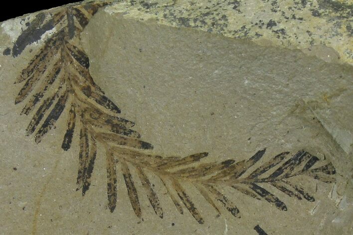 Dawn Redwood (Metasequoia) Fossil - Montana #165200